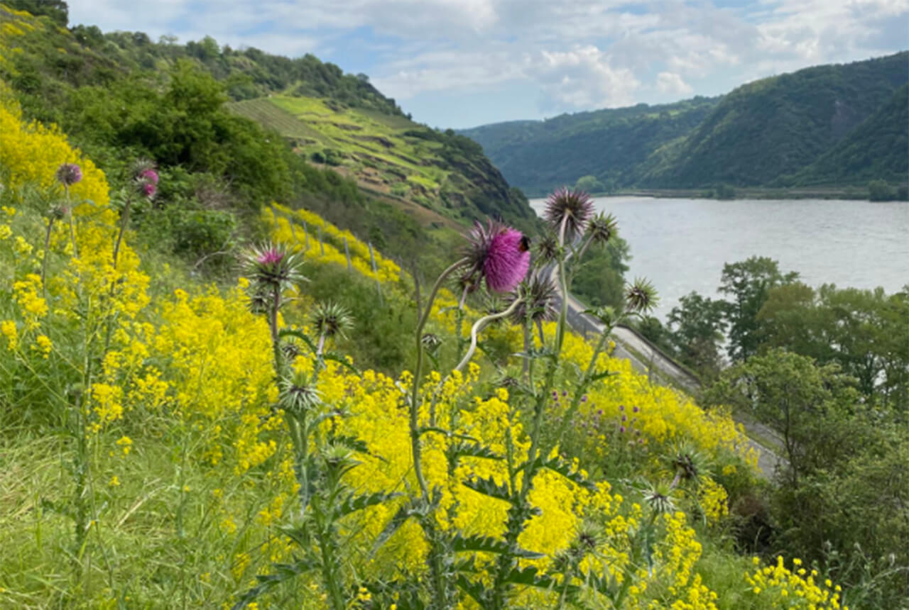 Oelsbergsteig bei Oberwesel